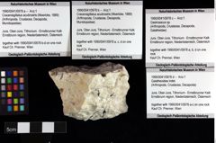 Foto (Objket + Etiketten) von Cracensigillatus acutirostris (Moericke, 1889) 